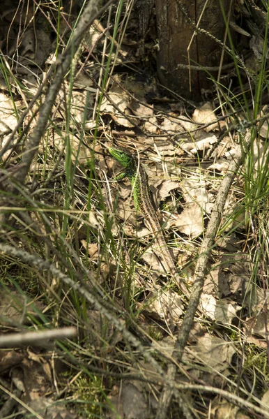 Ящірка у траві у Кракові Ченстохова Жура — стокове фото