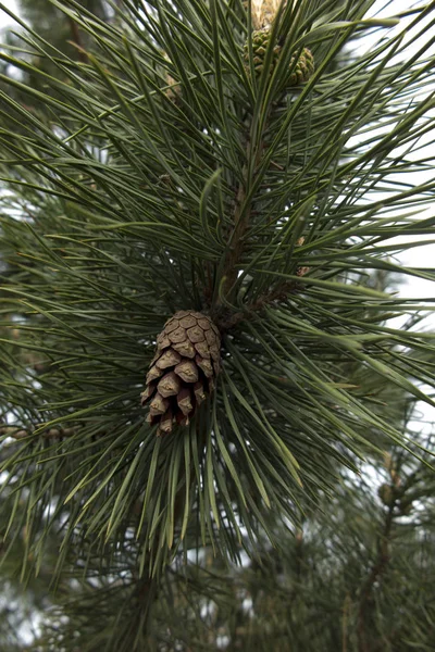 Pine cone old and young — Stock Photo, Image