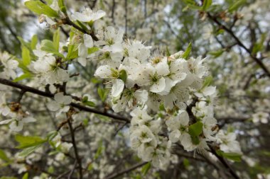 Beyaz karaçalı çiçekler 