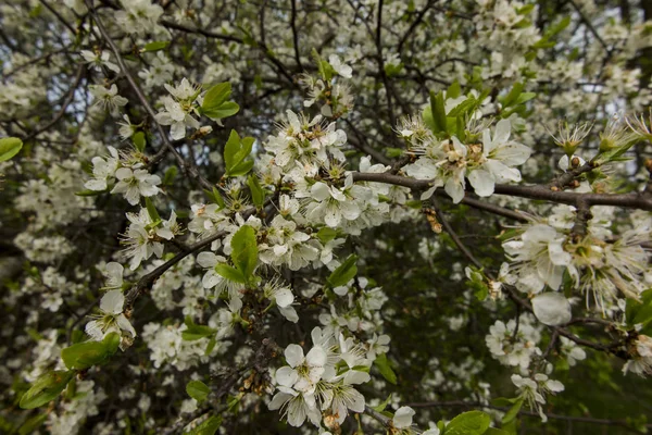 White blackthorn flowers — Stock Photo, Image