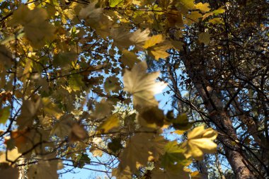 Yaprak döken ve kozalaklı orman