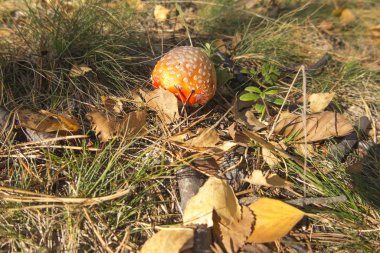 Zehirli mantar. Polonya 'da popüler.