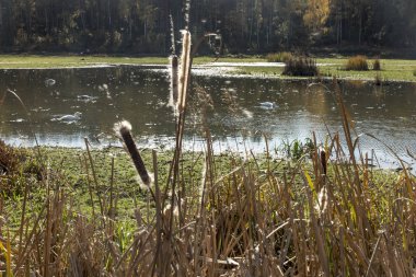 Gölün kıyısında tohumlar serpilmiş kuru kadife kuyruklar (bulrush)