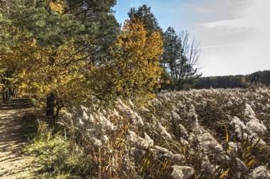 Gölün kıyısında kuru sazlıklar, kamış tabakası, kamış tohumları.