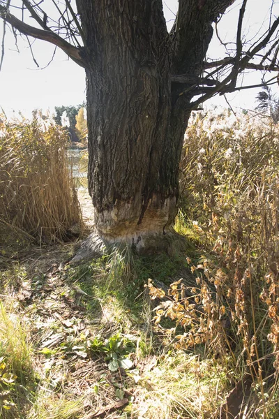 Un árbol grande y seco en el borde de un estanque — Foto de Stock