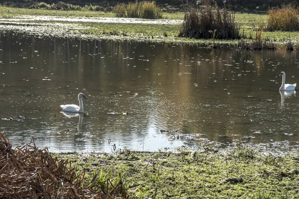 Dvě labutě, koupání v rybníce — Stock fotografie