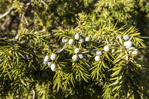 Onrijpe jeneverbesvruchten op de tak — Stockfoto