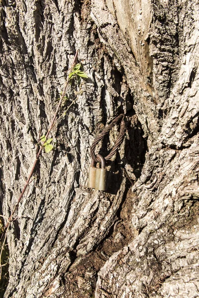 Um velho cadeado enferrujado e um pedaço de corda de aço — Fotografia de Stock