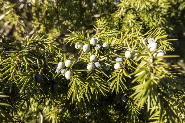 Onrijpe jeneverbesvruchten op de tak — Stockfoto