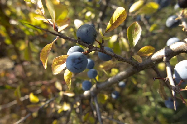 Épine noire sur la branche, en arrière-plan les branches — Photo