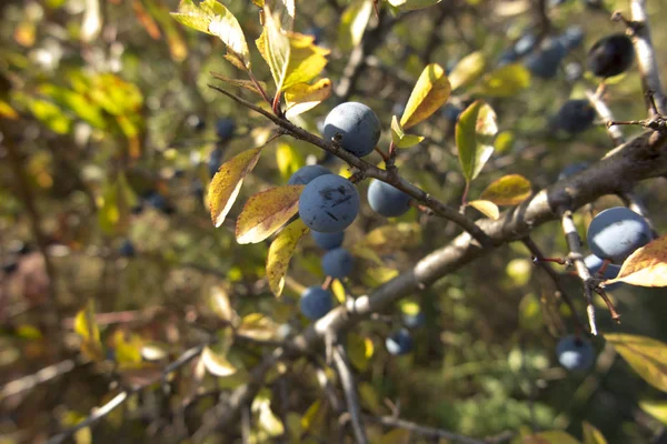 Épine noire sur la branche, en arrière-plan les branches — Photo