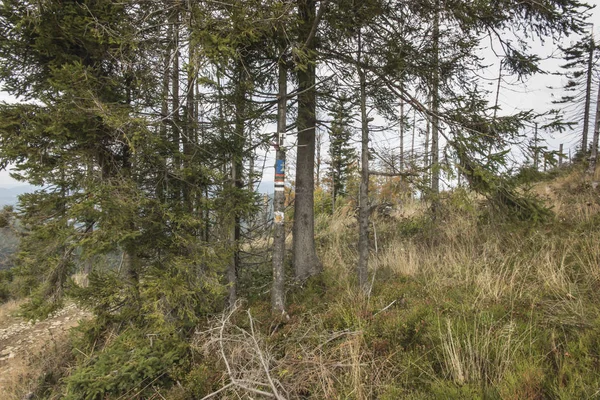 Route de montagne qui est aussi un sentier touristique dans le Beskid Zywiec — Photo