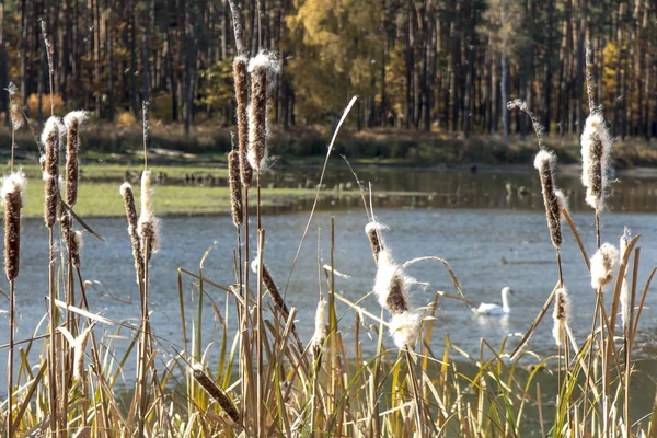 Cattails secos (bulrush) no banco da lagoa com sementes espalhadas — Fotografia de Stock
