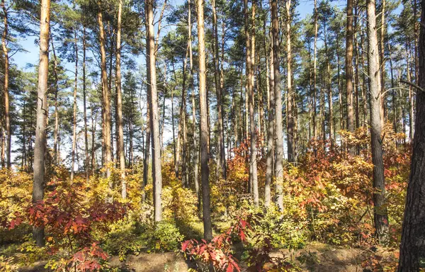 Lombhullató és vegyes erdő kora ősszel. Más árnyalatok — Stock Fotó