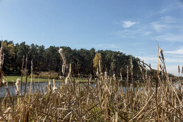 Cattails secos (bulrush) no banco da lagoa com sementes espalhadas — Fotografia de Stock