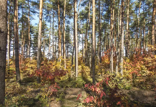 Lombhullató és vegyes erdő kora ősszel. Más árnyalatok — Stock Fotó