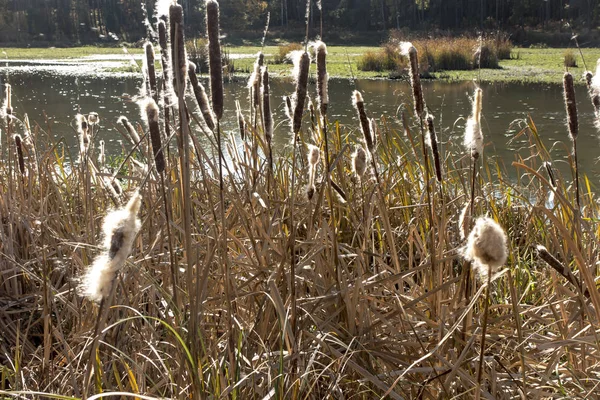 Cattails secos (bulrush) no banco da lagoa com sementes espalhadas — Fotografia de Stock