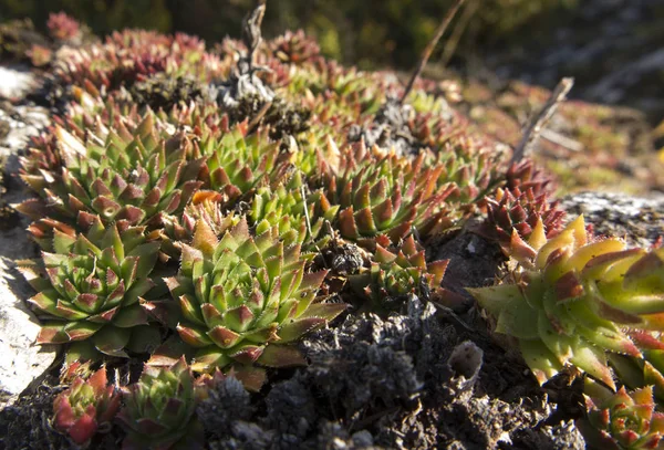 Rojnik - Sempervivum, rotsplanten van kalksteen op de Kr — Stockfoto