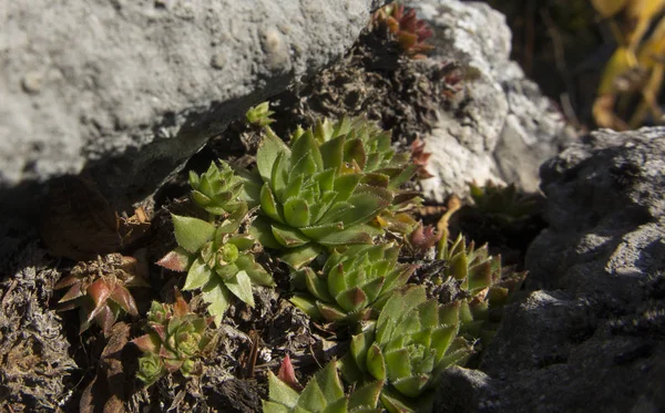 Rojnik - Sempervivum, plantas de roca de rocas calizas en el Kr —  Fotos de Stock