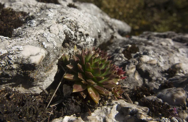 Rojnik - Sempervivum, plantas de roca de rocas calizas en el Kr —  Fotos de Stock