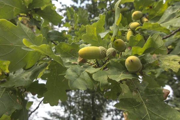 Grüne Eicheln oder Eichenfrüchte an den Zweigen — Stockfoto