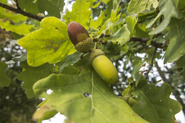 Grüne Eicheln oder Eichenfrüchte an den Zweigen — Stockfoto