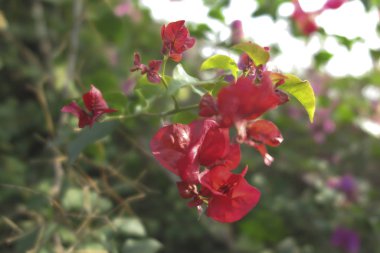 Bougainvillea spectabilis olarak da bilinen güzel görünümlü bir çiçek bitkisi.