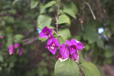Bougainvillea spectabilis olarak da bilinen güzel görünümlü bir çiçek bitkisi.