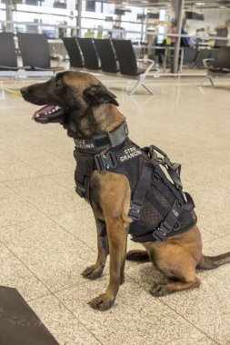 Katowice, Polonya, 25 Ocak 2020: Polonya 'daki Katowice Pyrzowice havaalanında sınır hizmetlerine yardım eden eğitimli bir köpek