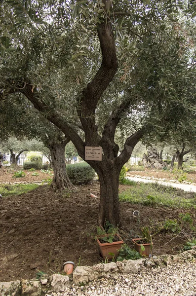 Old Olive Trees Garden Gethsemane Jerusalem Israel Tree Planted Pope — Stock Photo, Image