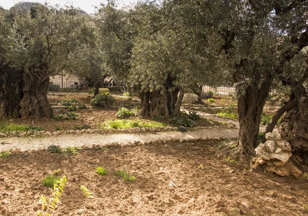 Old Olive Trees Garden Gethsemane Jerusalem Israel — Stock Photo, Image