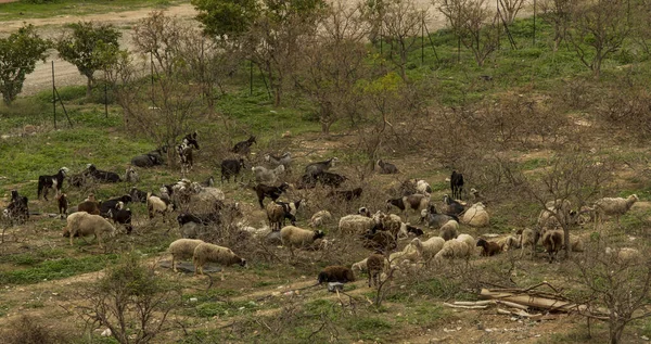 Sheep and goats grazing at the foot of the Mountain of Temptations of Jesus in Jericho, Israel, Palestinian Authority
