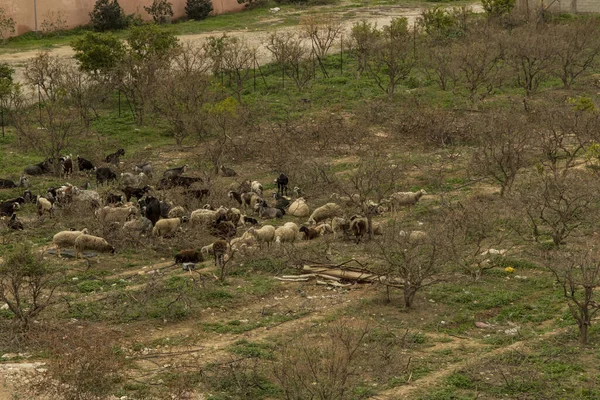 Sheep and goats grazing at the foot of the Mountain of Temptations of Jesus in Jericho, Israel, Palestinian Authority