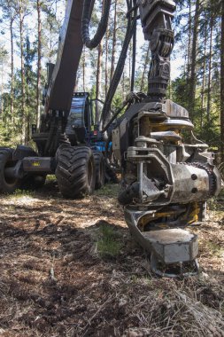 Ormandaki ağaçlar arasındaki duraklama sırasında orman hasadı.
