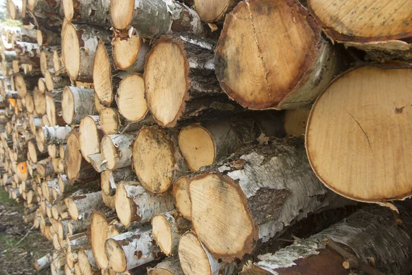 Bloques Madera Abedul Apilados Acostados Montón —  Fotos de Stock