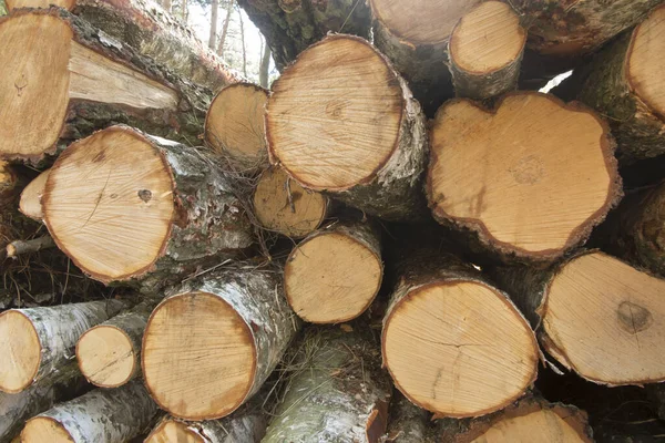 Blocchi Legno Betulla Impilati Sdraiati Mucchio — Foto Stock