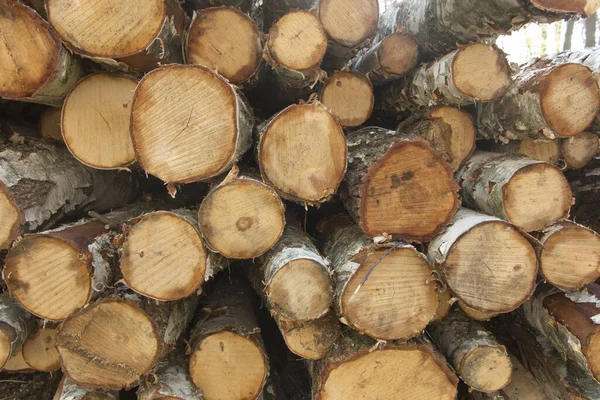 Birch Wood Blocks Stacked Lying Heap — Stock Photo, Image