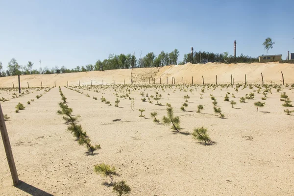 afforestation of the former sand mine, planted with pine seedlings