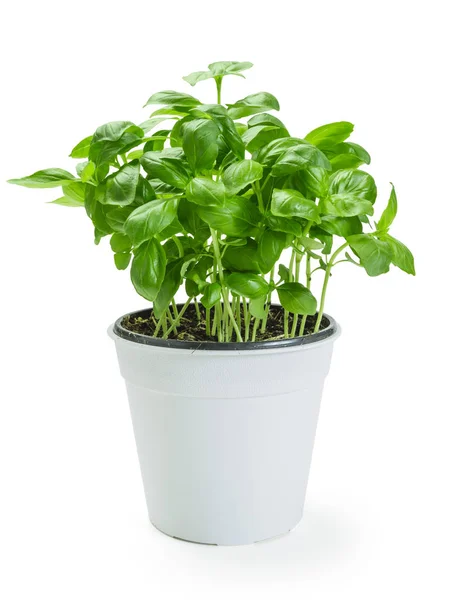 Basil plant in white pot — Stock Photo, Image