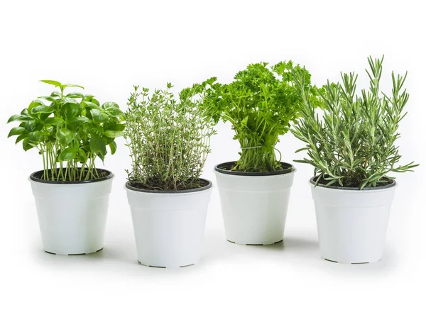 Herbs in pots over white background — Stock Photo, Image