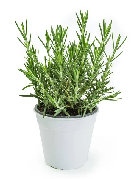 Rosmarinpflanze im weißen Topf — Stockfoto