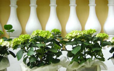 bahçede yeşil ortancaları