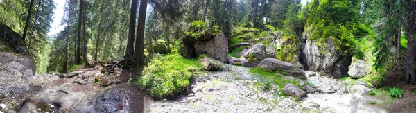 Panoramablick auf einen Wald vom Berg Bucegi im Sommer — Stockfoto