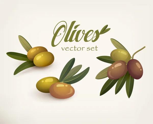 Set of olive branches with stems and leaves — Stock Vector