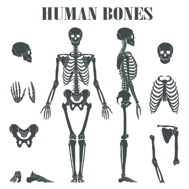 Human skeleton with different parts. clipart