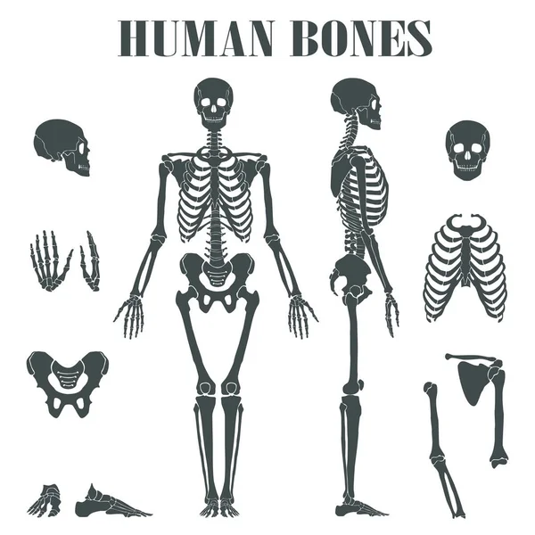 Human skeleton with different parts. — Stock Vector