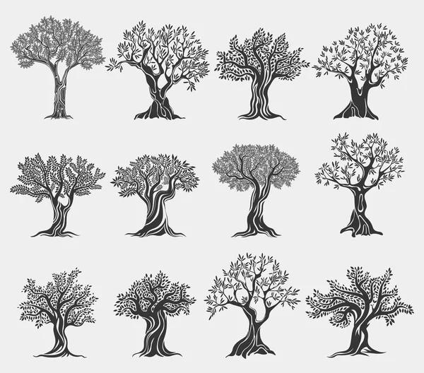 Логотип оливкових олійних дерев ізольовано, іконки сільського господарства — стоковий вектор