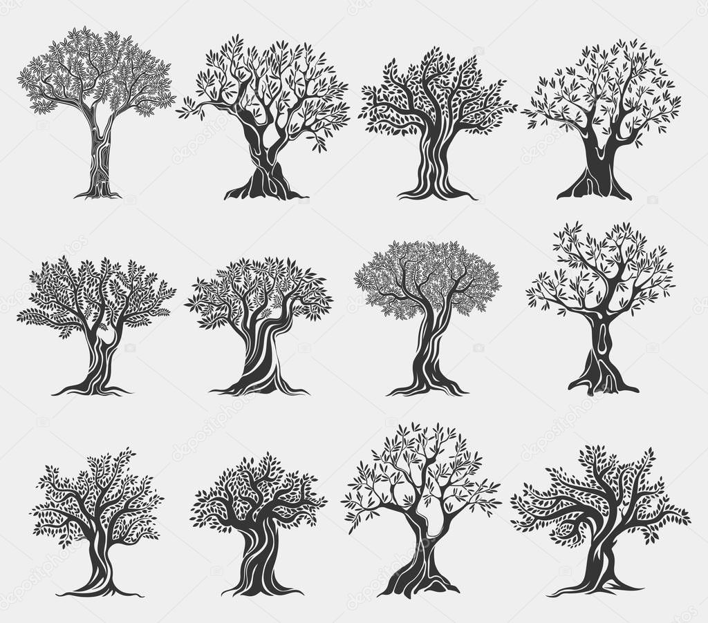 Set of isolated olive trees icons. Ancient mediterranean greek plant for fruit food and oil, flora with foliage and berry. Agriculture logo and vegetarian, healthy nutrition, drink and grove banner