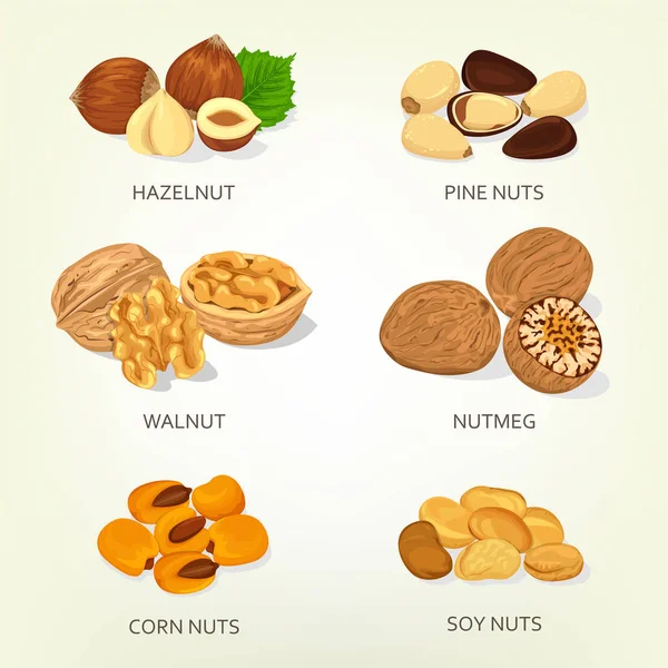 榛子、 核桃、 玉米、 大豆坚果壳 — 图库矢量图片