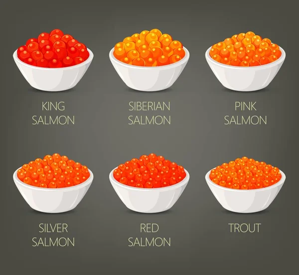 Roe or spawn, red or silver, salmon caviar — Stock Vector